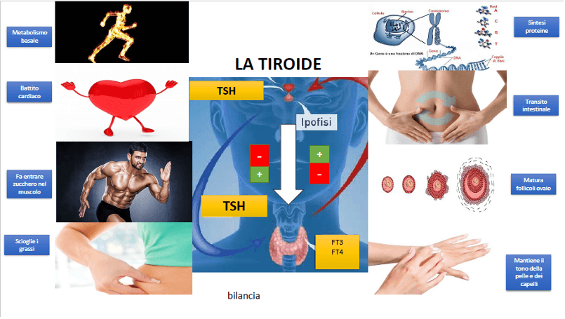 Prevenzione dei Disturbi Tiroidei con il Dottor Roberto Mingardi Con la prevenzione al centro della sua pratica medica, il Dottor Roberto Mingardi consiglia regolari controlli della tiroide per rilevare precocemente qualsiasi anomalia. La sua clinica a Vicenza offre consulenze dedicate, supportando i pazienti nella gestione della salute tiroidea tramite diete appropriate e monitoraggio continuo.