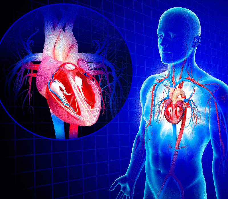 Il Pericolo Silente del Trio a Rischio Quando parliamo di salute, Cuore, Diabete e Tiroide non sono entità separate, ma un trio interconnesso che può aggravare il rischio reciproco. Il diabete, soprattutto di tipo 2, aumenta intrinsecamente il rischio cardiovascolare (infarto, ictus, arteriopatia). Aggiungere una disfunzione tiroidea, sia ipo- che ipertiroidismo, può accelerare drasticamente il peggioramento. L'ipotiroidismo (tiroide lenta) contribuisce all'insulino-resistenza, peggiora il profilo lipidico e alza la pressione arteriosa, predisponendo all'aterosclerosi. Al contrario, l'ipertiroidismo (tiroide iperattiva) stressa il cuore con tachicardia e aritmie, come la fibrillazione atriale. Queste condizioni, spesso non isolate, agiscono come una leva su metabolismo, glicemia e ritmo cardiaco. È cruciale che il medico di famiglia intercetti questi segnali precocemente. Il controllo periodico del TSH, specialmente nei pazienti diabetici, è fondamentale. La prevenzione è globale: ottimizzare glicemia, lipidi, pressione e funzione tiroidea. Non trascurare questo triangolo per salvaguardare la tua salute cardiometabolica.