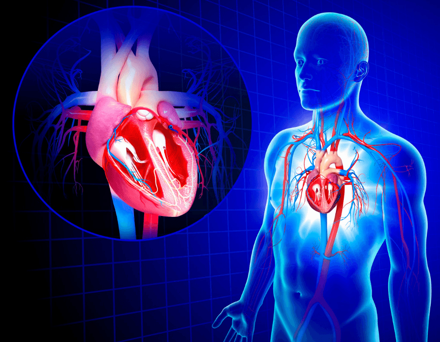 Cuore, Diabete & Tiroide